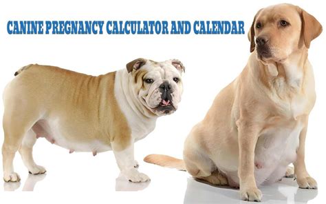 Canine Pregnancy Calculator and Calendar